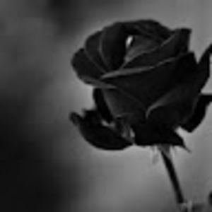 Meet your Posher, Morticia